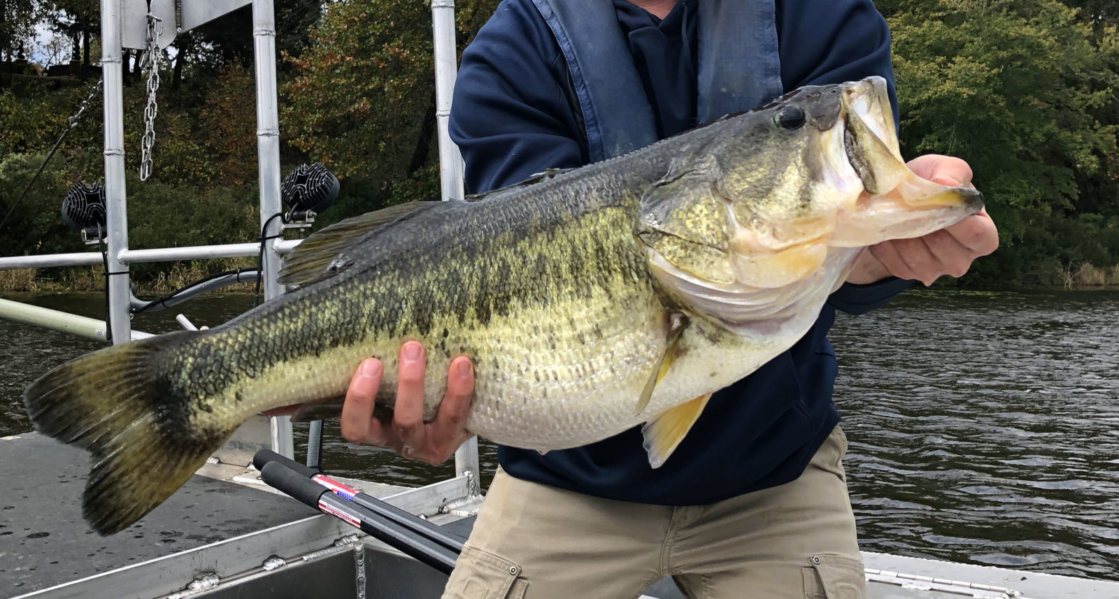 A large trophy largemouth bass held out to showcase its size