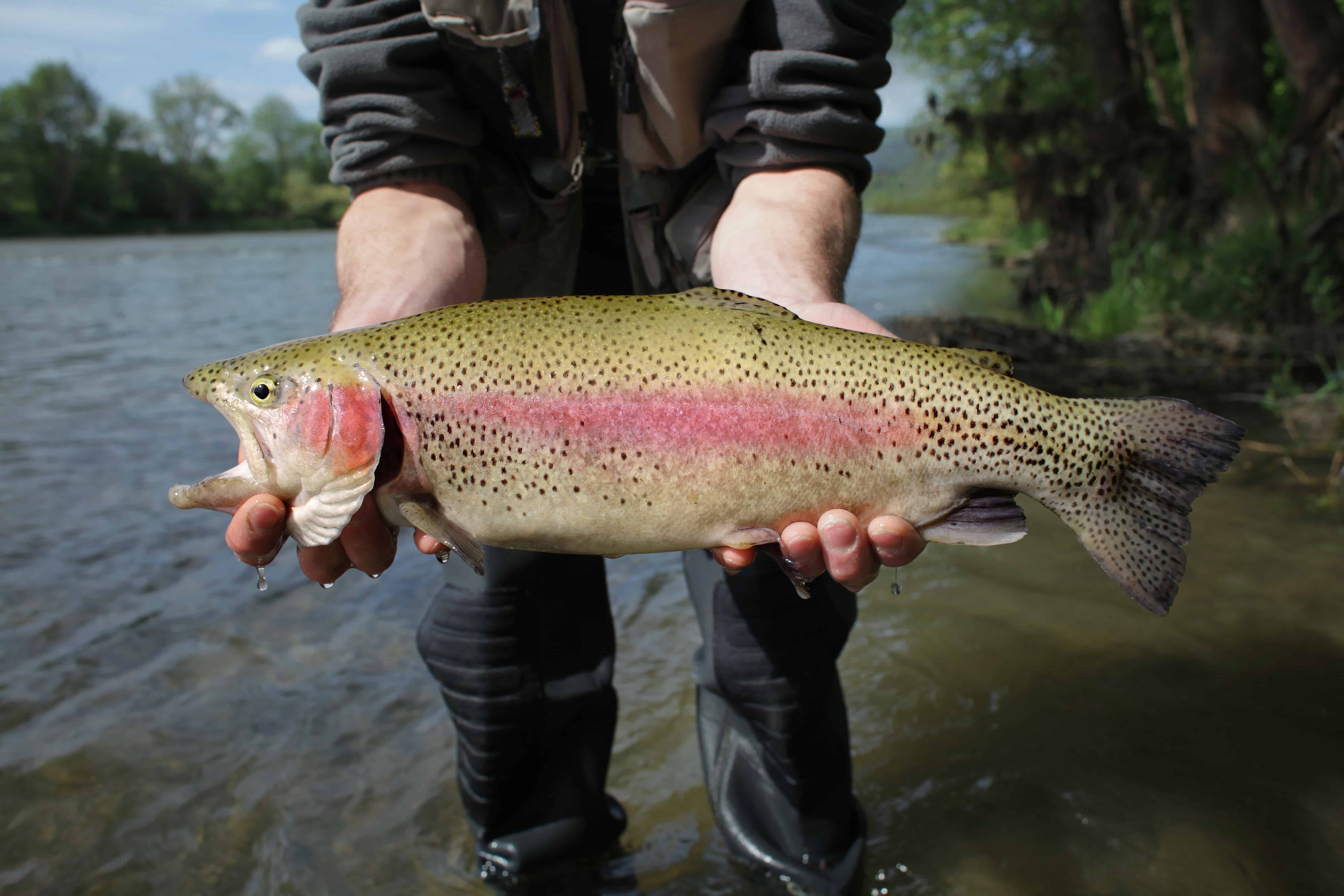 A heavy trophy rainbow trout with a deep pink stripe along its side