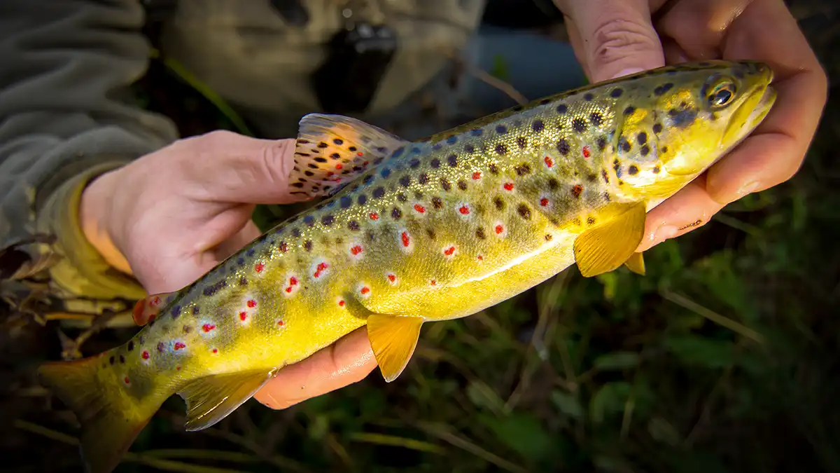 A vibrant wild brook trout caught on a fly rod
